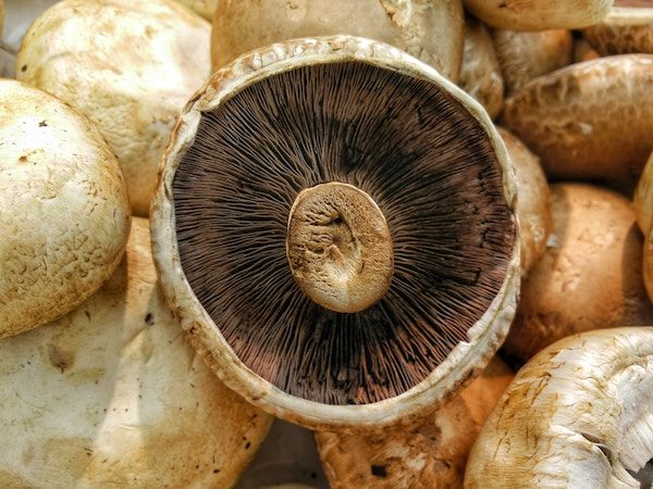The Relief Report: Low FODMAP Mushrooms